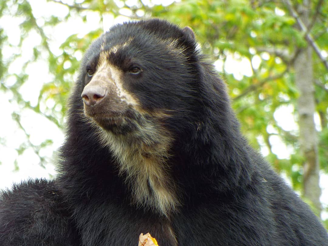 Spectacled Bear - Chester Zoo