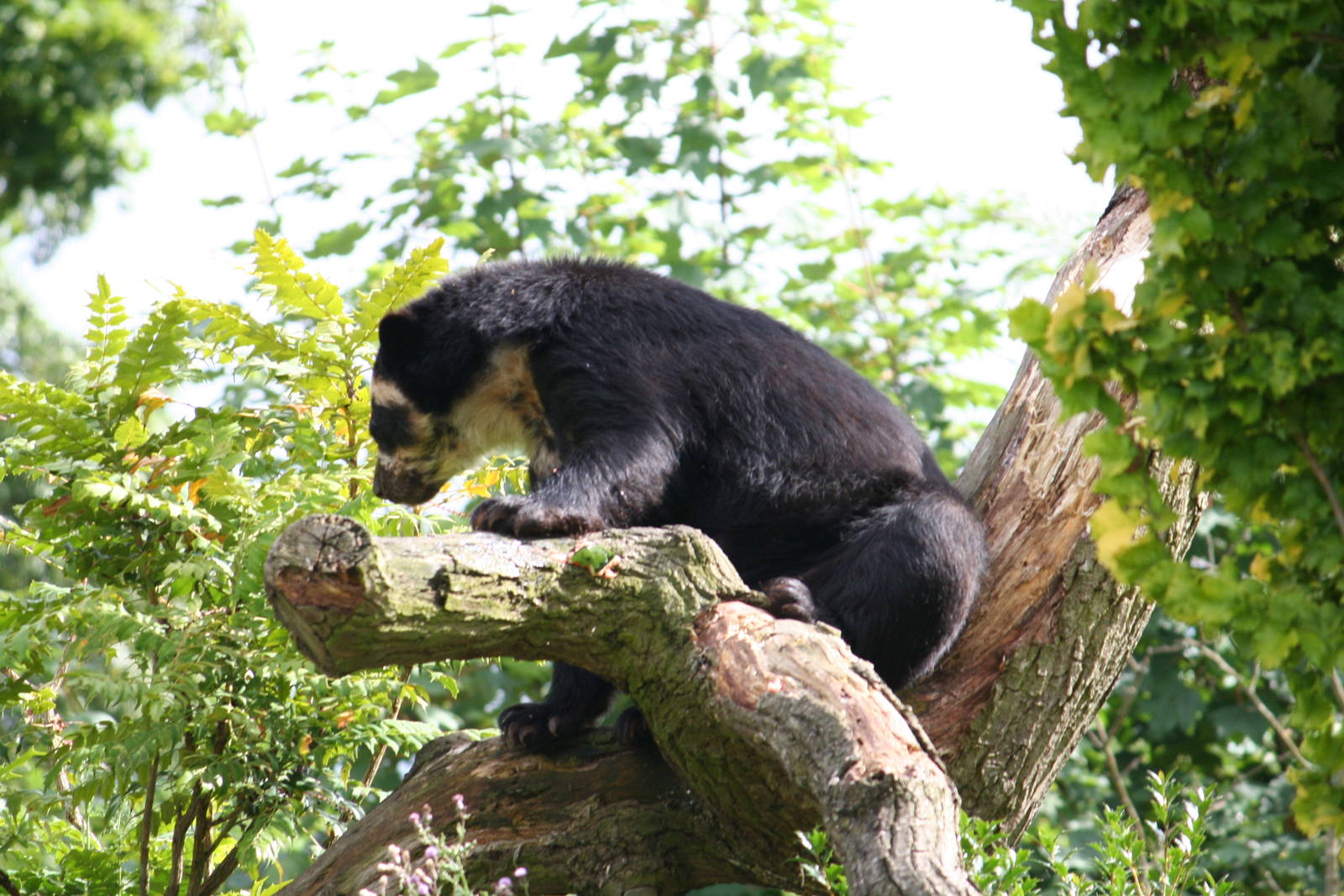 Spectacled Bear climbing