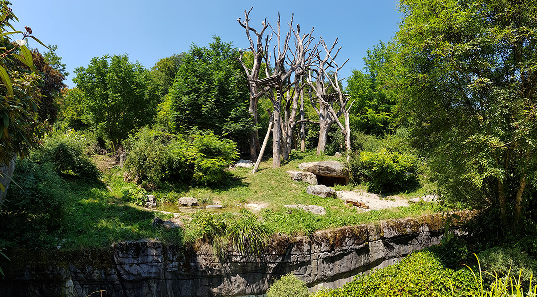 Spectacled bear & coati: viewpoint 1 panorama