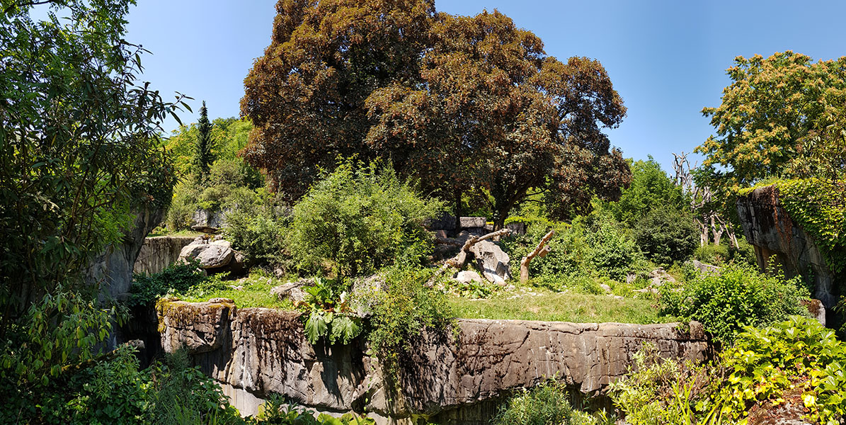 Spectacled bear & coati: viewpoint 2 panorama
