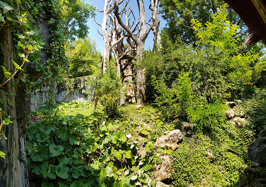Spectacled bear & coati: viewpoint 4 panorama