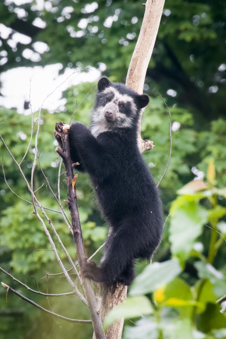 Spectacled Bear Cub - 27/07/2017