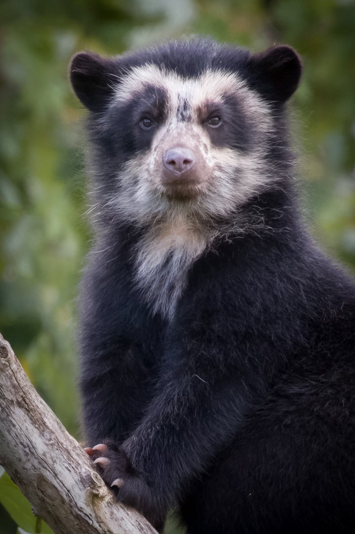 Spectacled Bear Cub - 30/07/2017