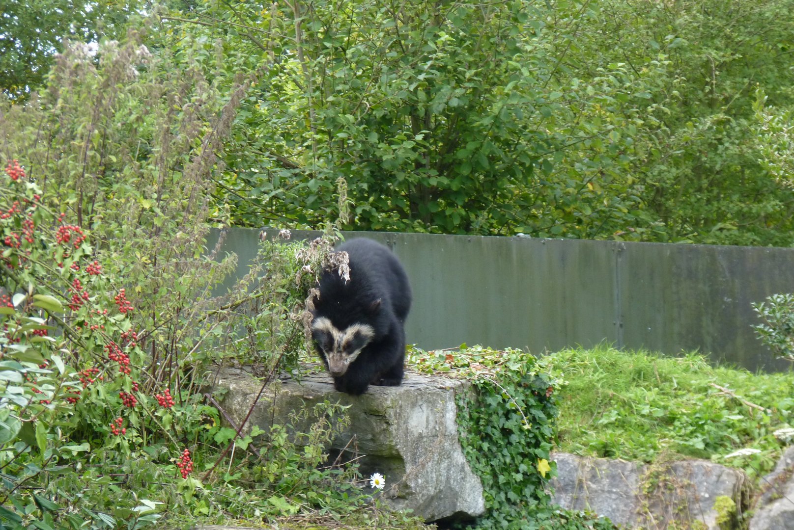 Spectacled Bear cub, September 2017