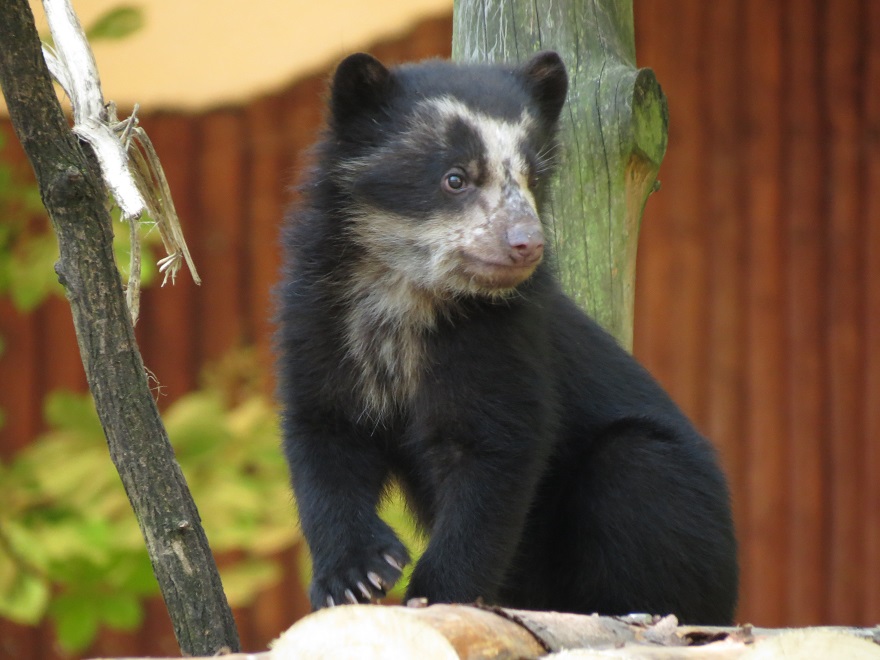 Spectacled bear cub