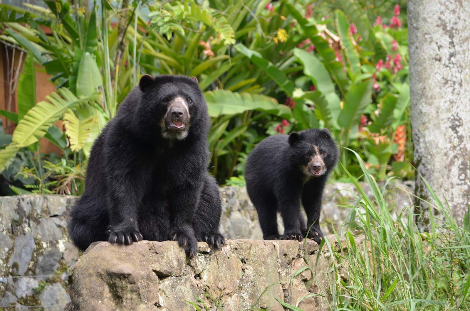 Spectacled bear cub