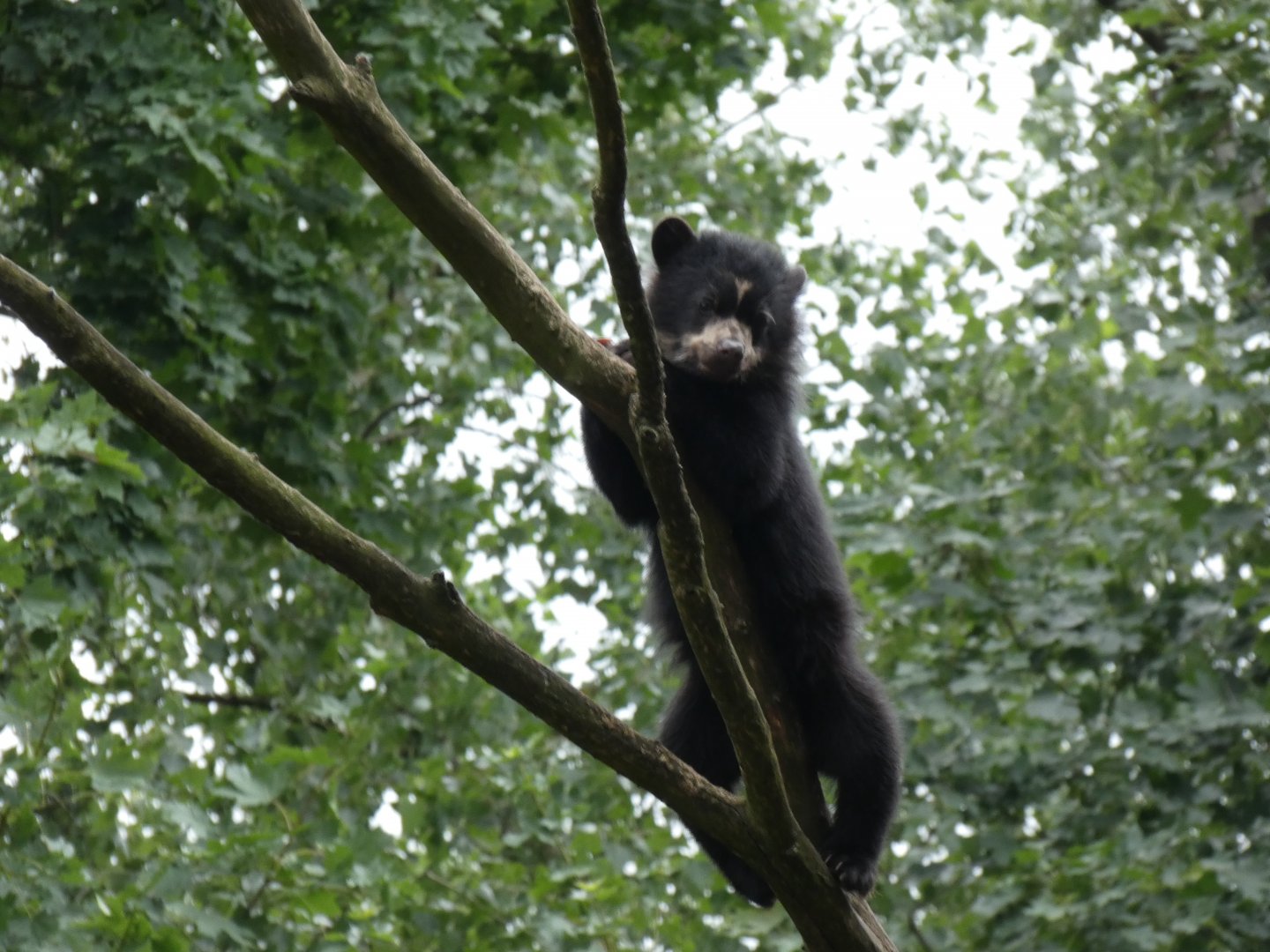 Spectacled Bear cub