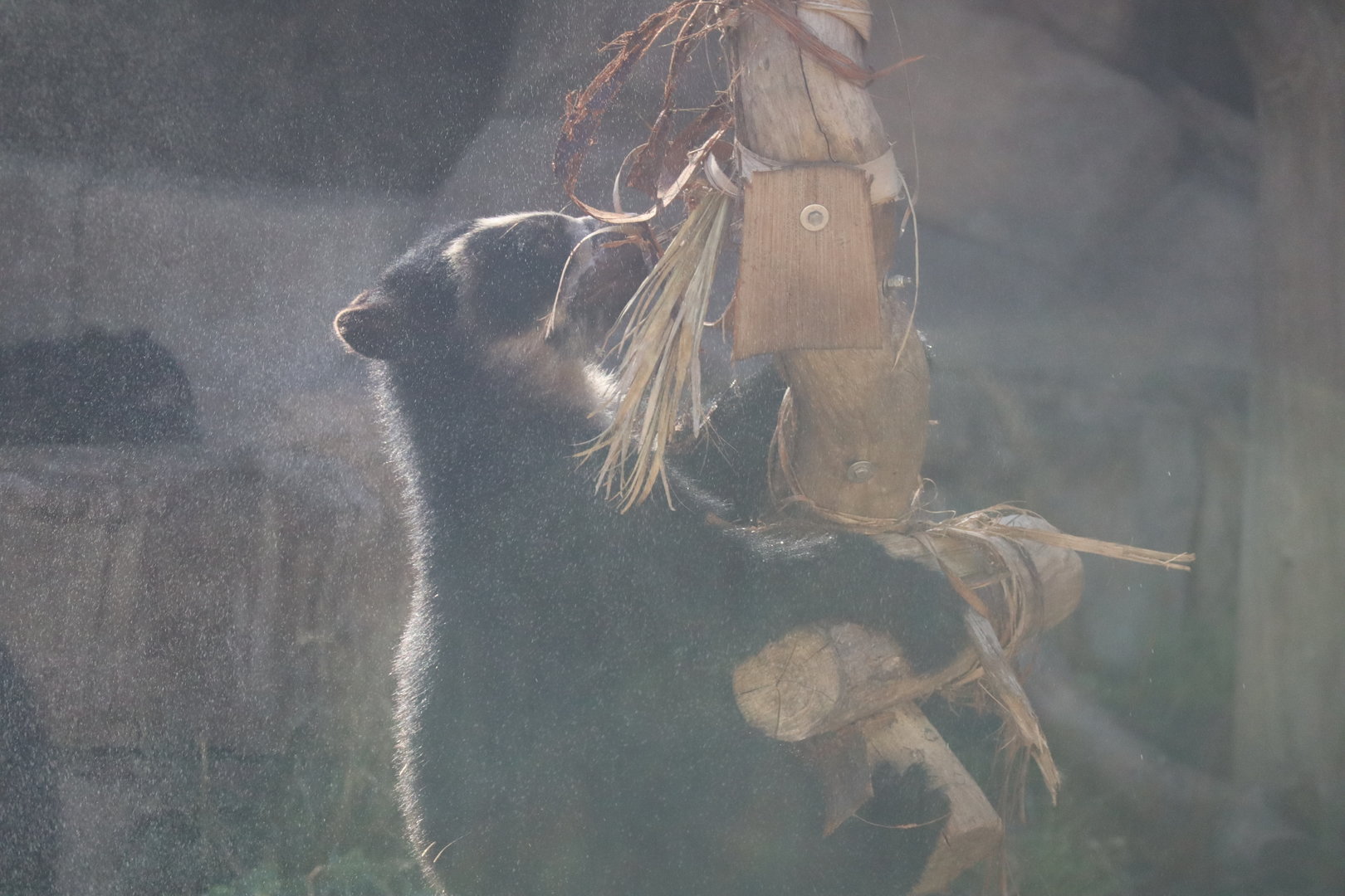 Spectacled Bear Cub