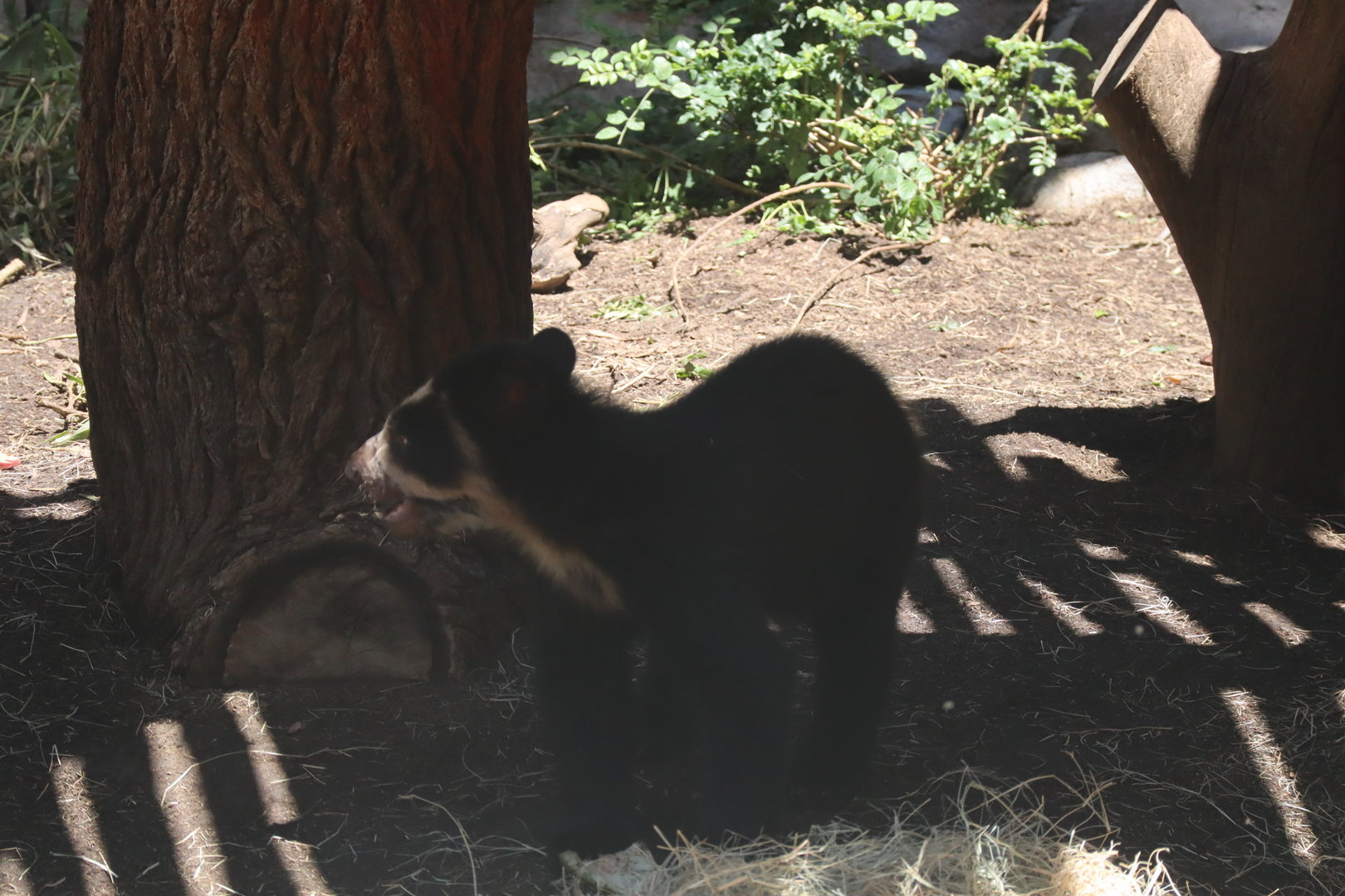 Spectacled Bear Cub