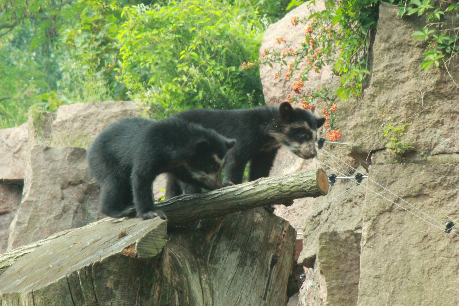 Spectacled bear cubs