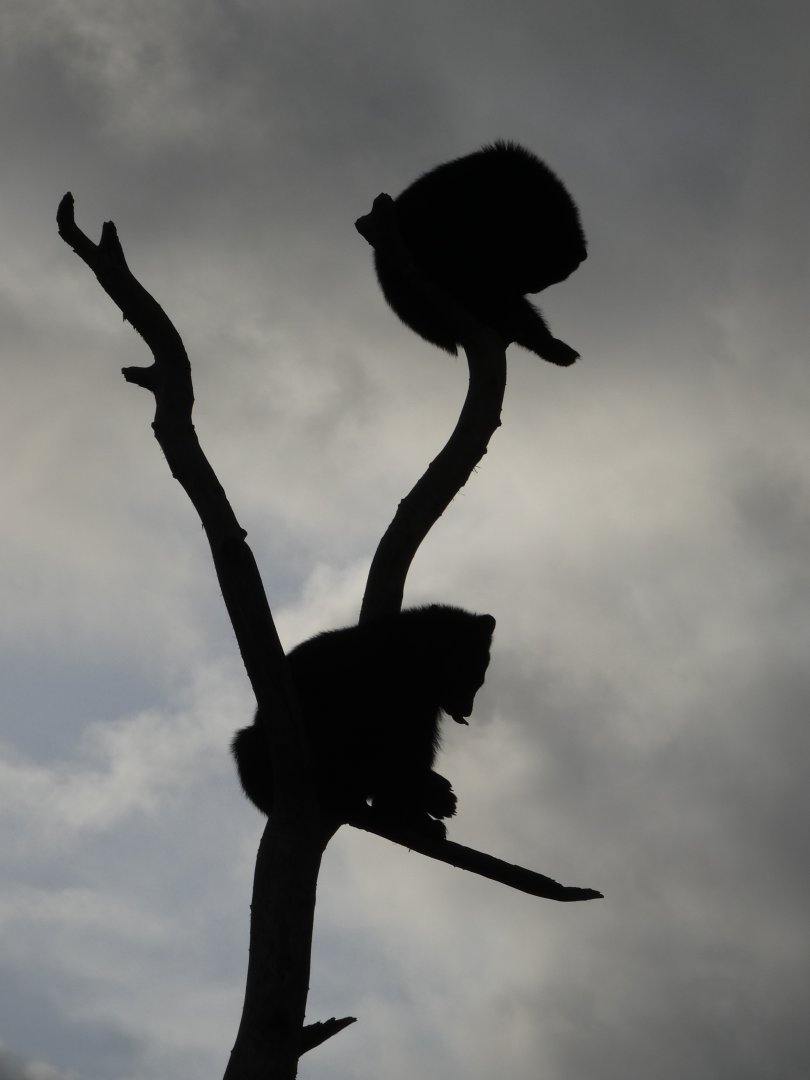 Spectacled Bear Cubs