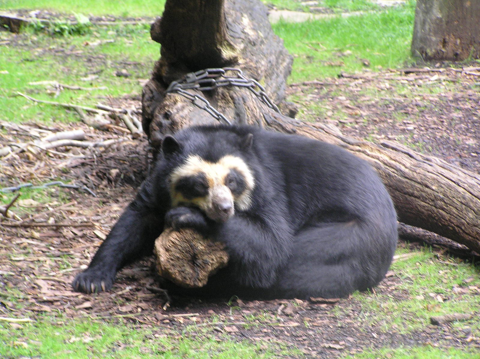 Spectacled bear - Dortmund 2006