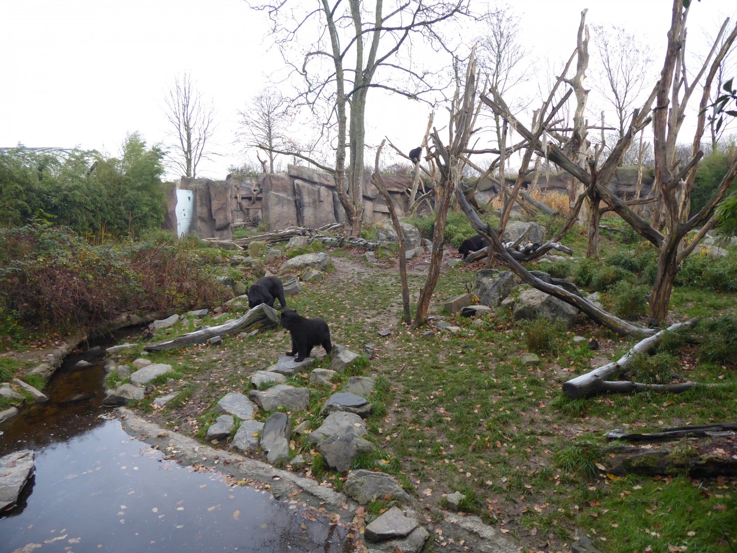 Spectacled bear enclosure 011219