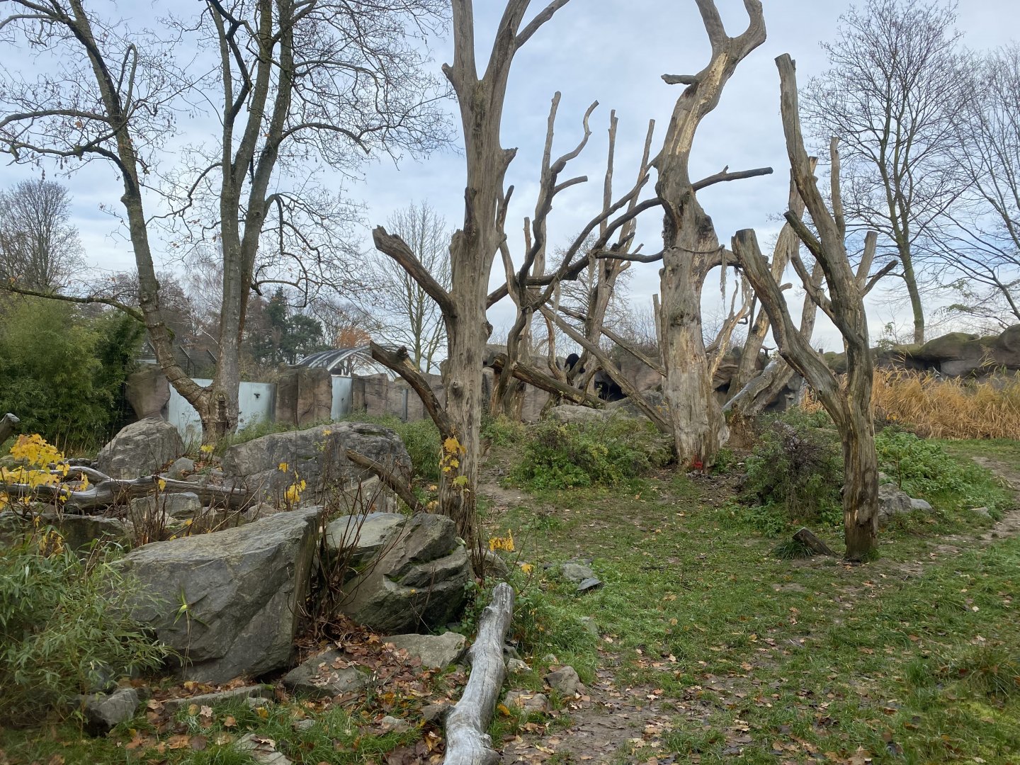 Spectacled bear enclosure 011219