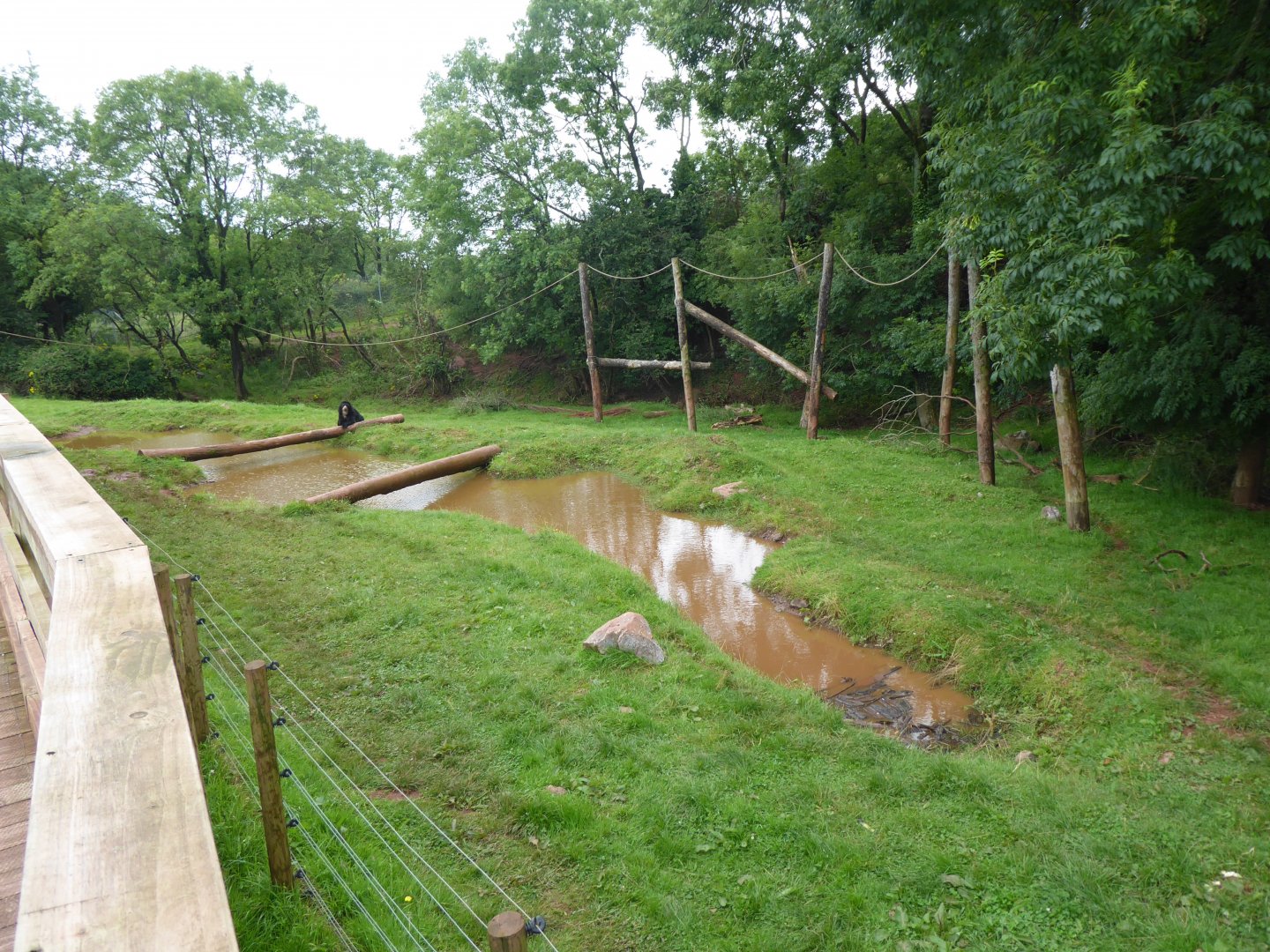 Spectacled bear enclosure 020817