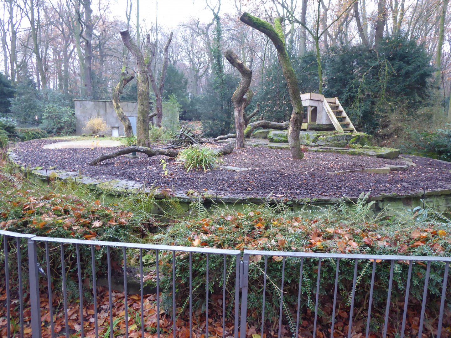 Spectacled bear enclosure 021219