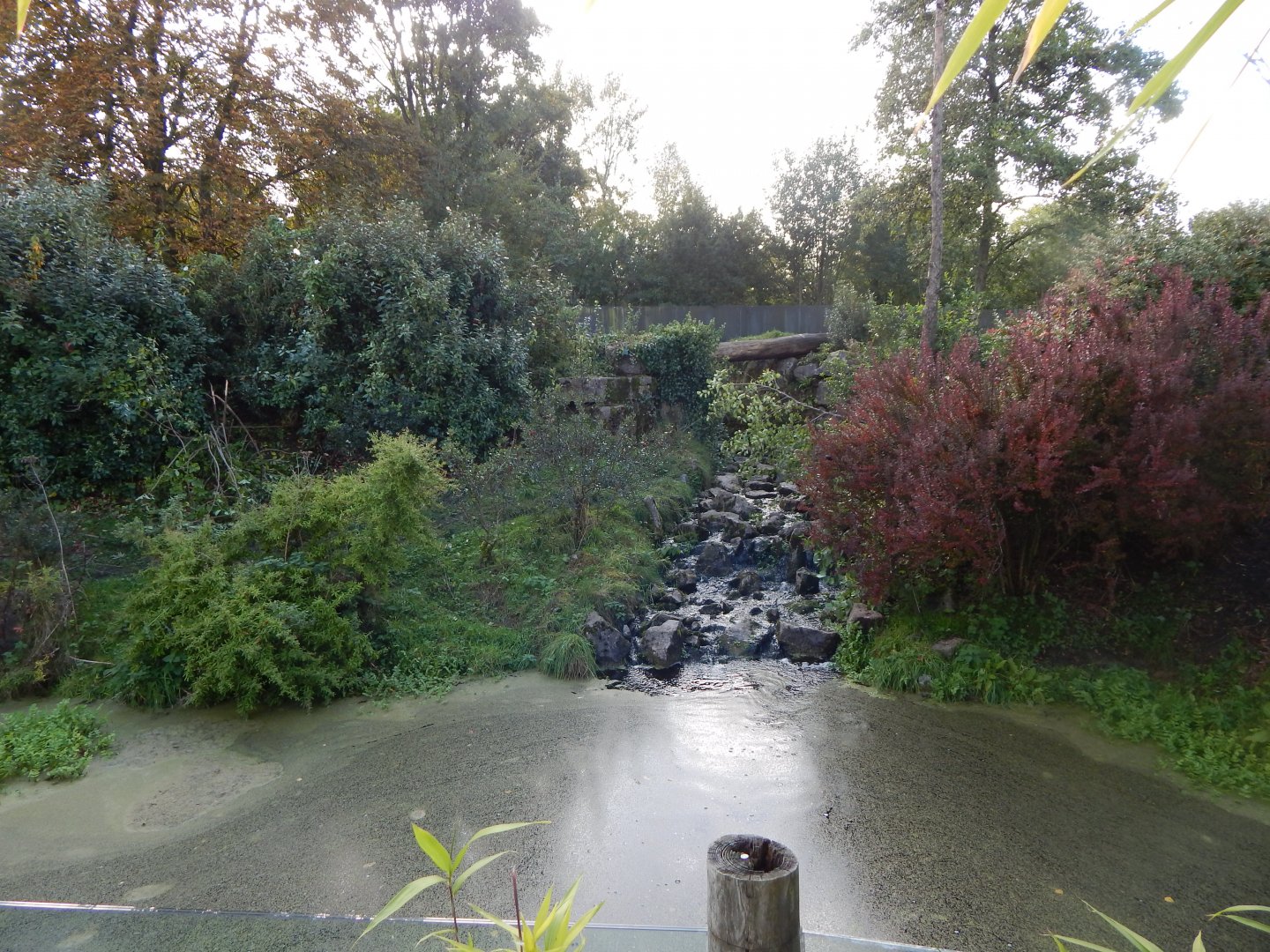 Spectacled bear enclosure 071020