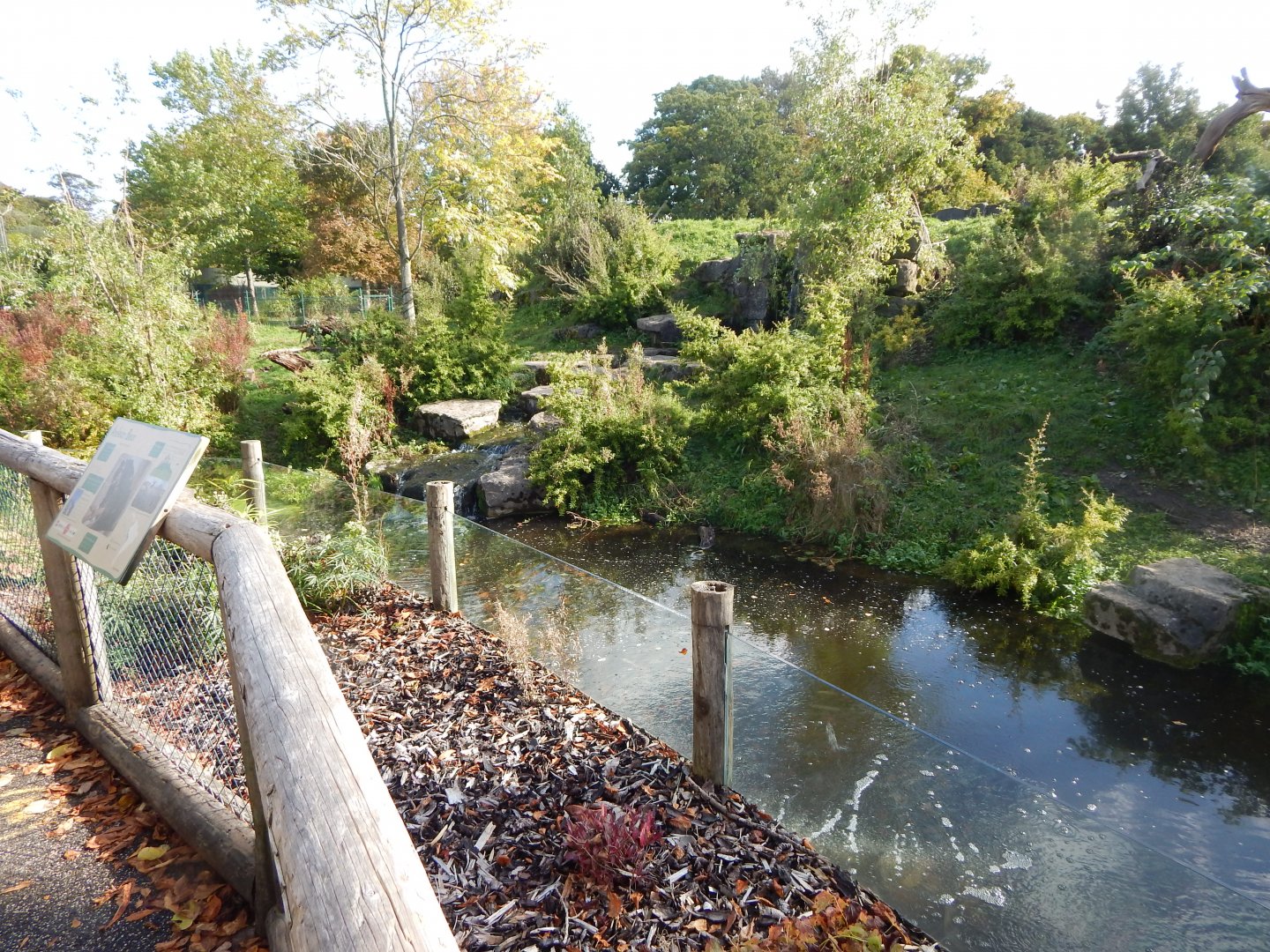 Spectacled bear enclosure 071020