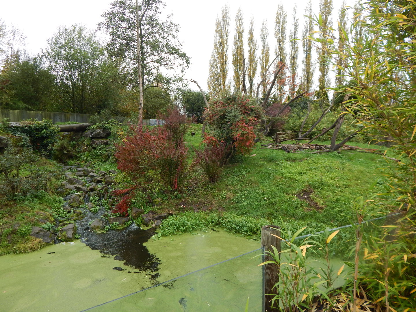 Spectacled bear enclosure 221022