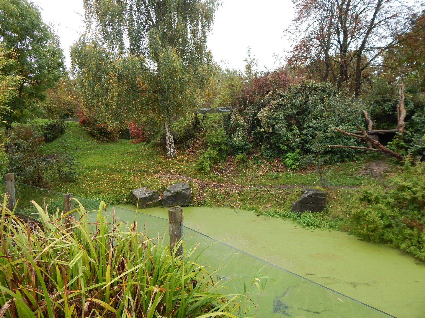 Spectacled bear enclosure 221022