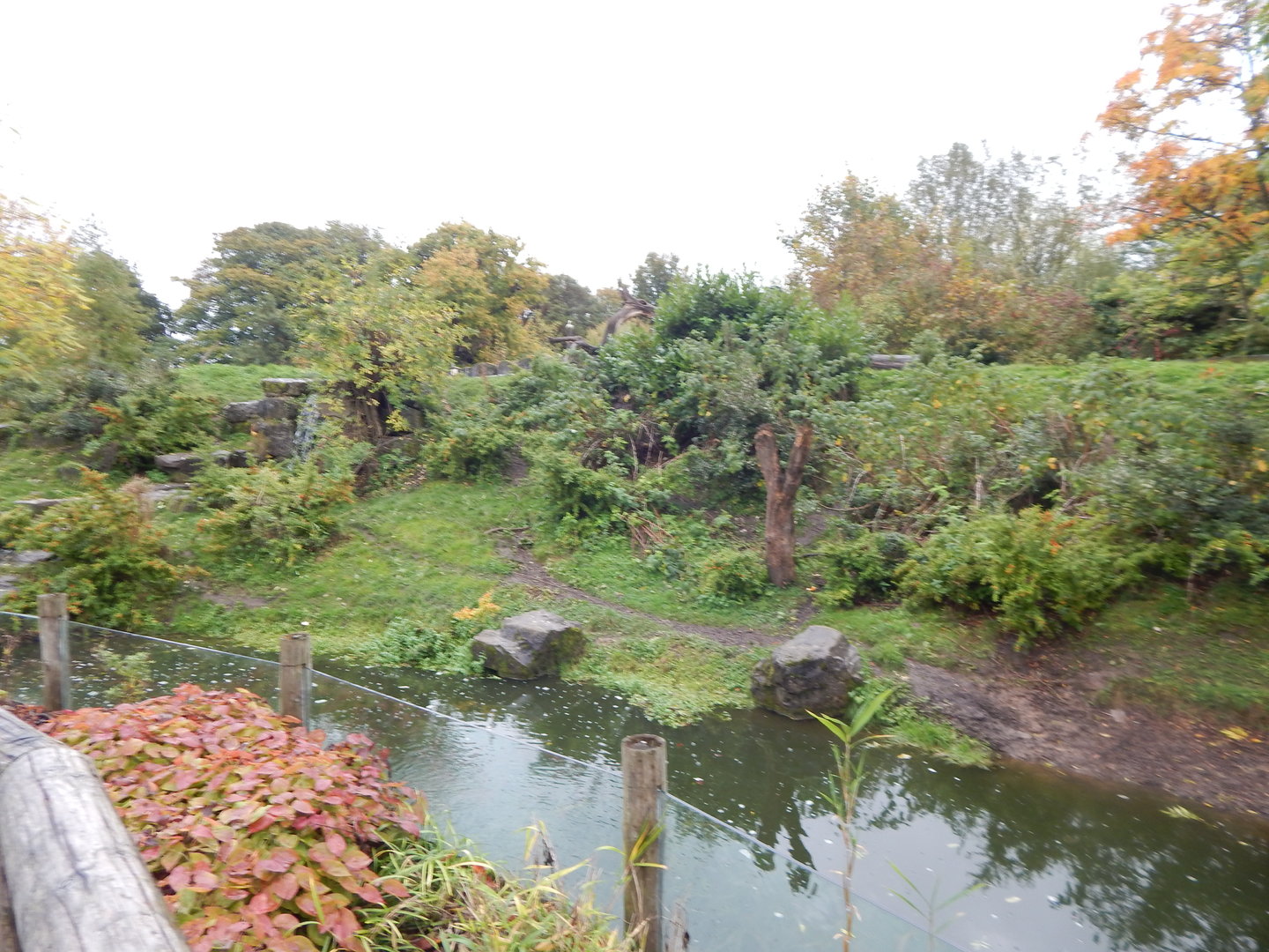 Spectacled bear enclosure 221022