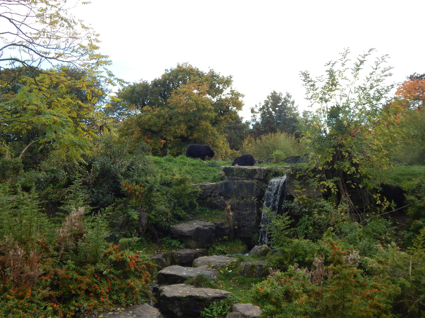Spectacled bear enclosure 221022