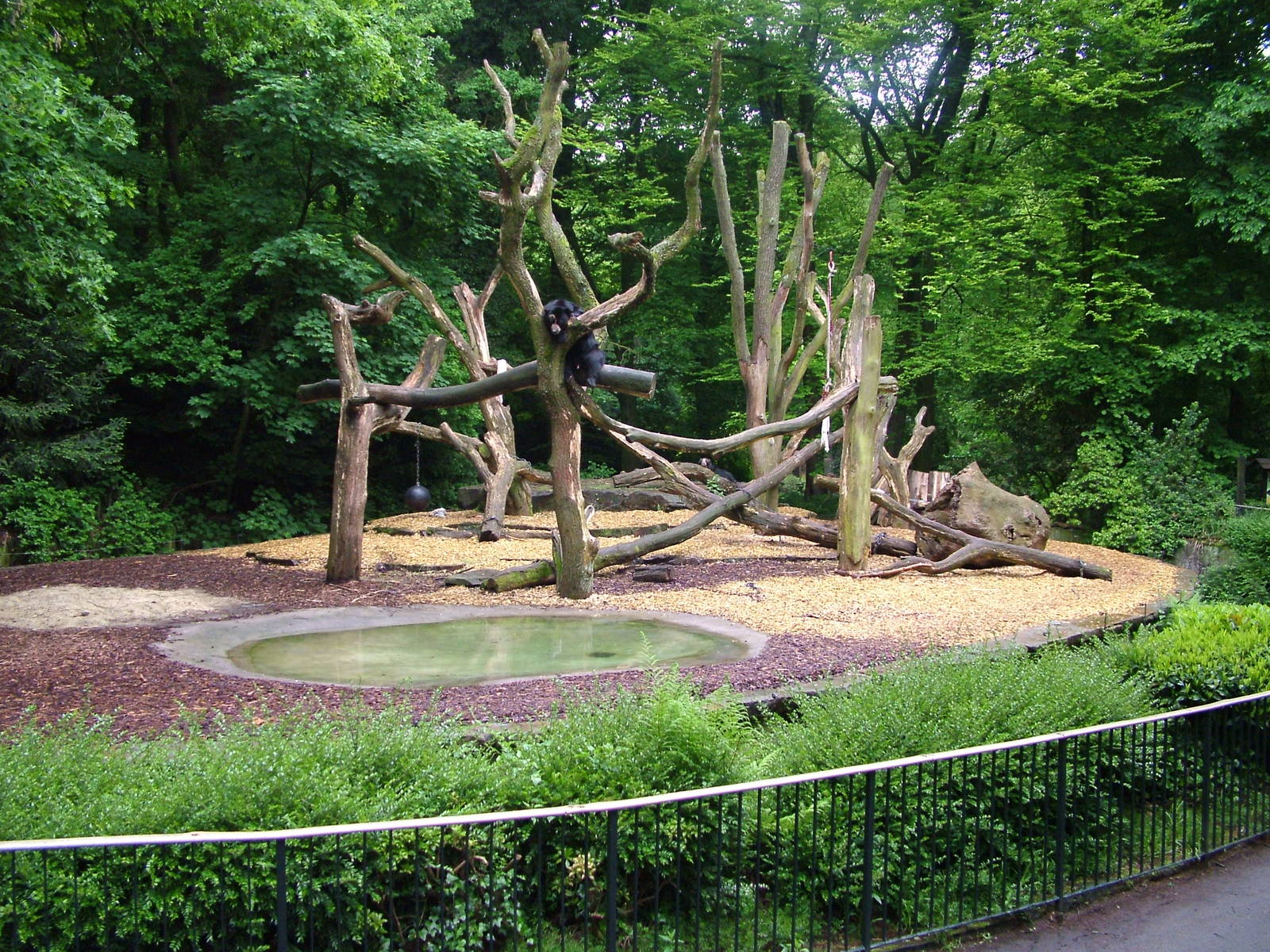Spectacled Bear enclosure at Dortmund 11/05/2009