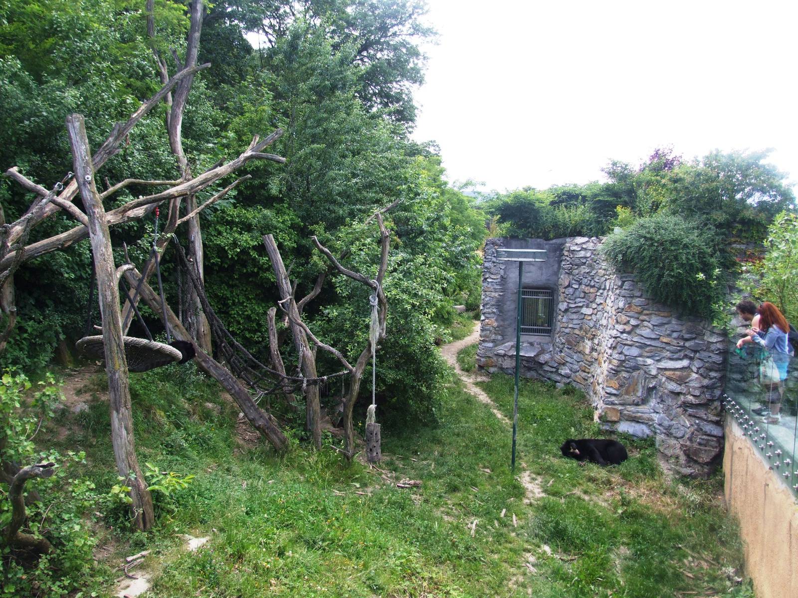 Spectacled Bear Enclosure at Vienna, 14/06/13