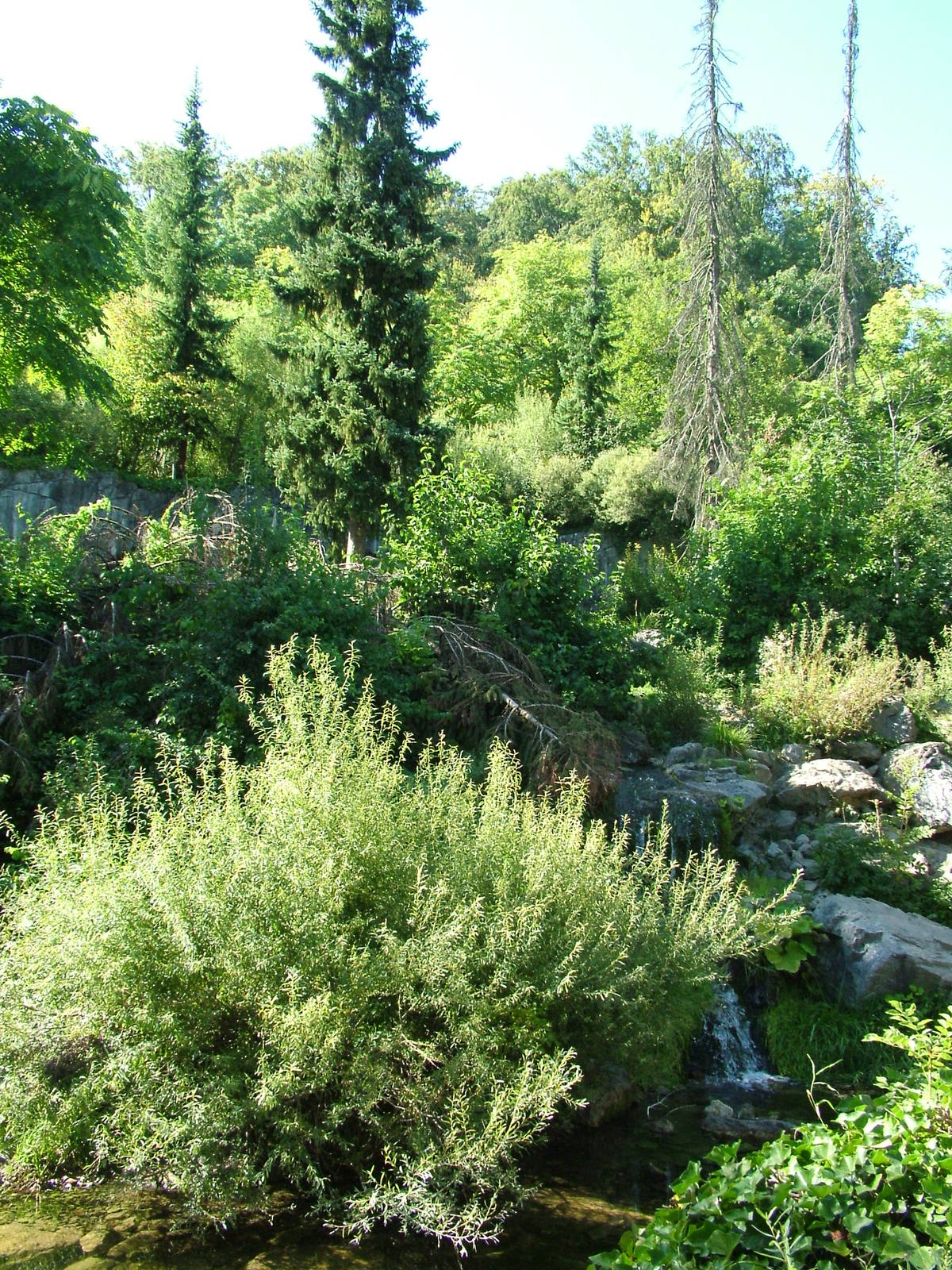 Spectacled Bear enclosure at Zurich 31/08/09