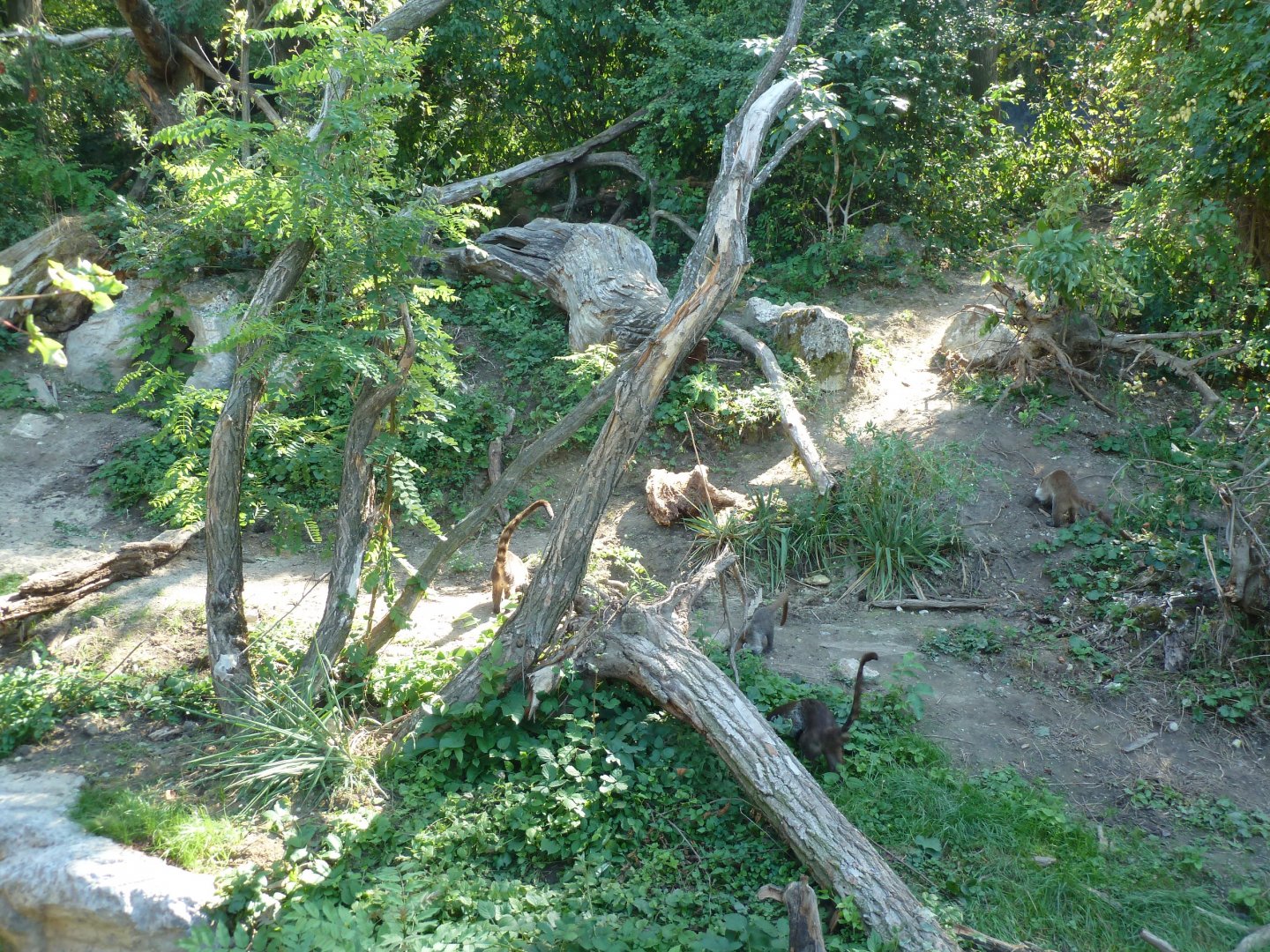 Spectacled bear enclosure - White-nosed coati (Nasua narica)