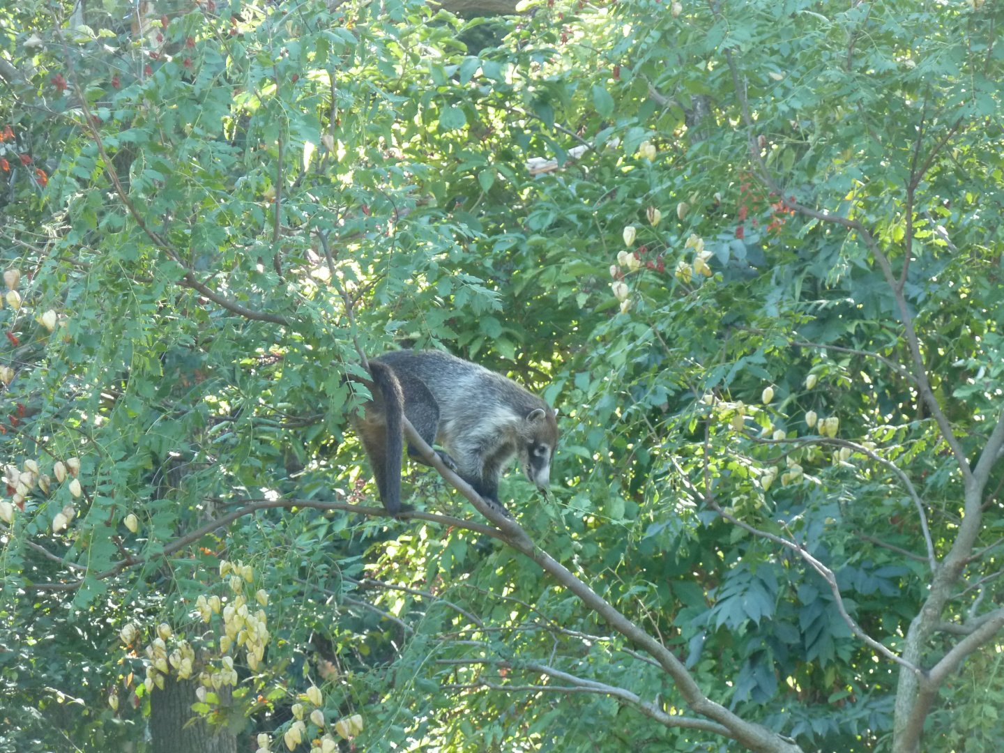 Spectacled bear enclosure - White-nosed coati (Nasua narica)