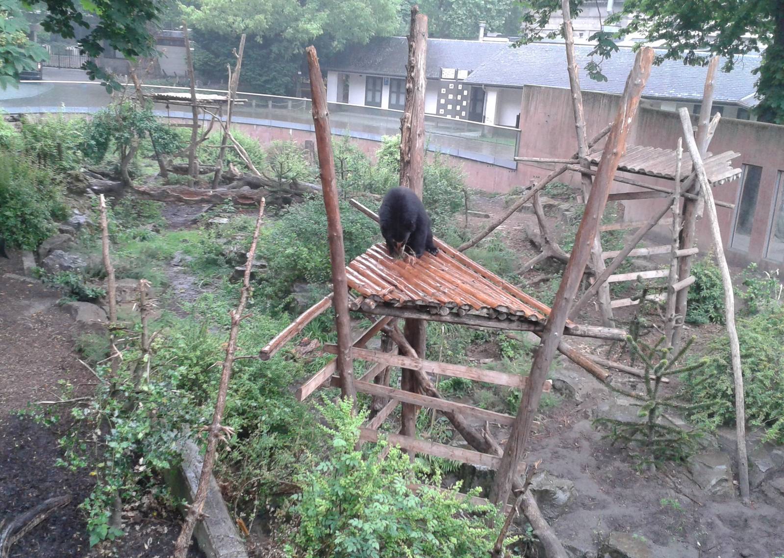 Spectacled bear enclosure