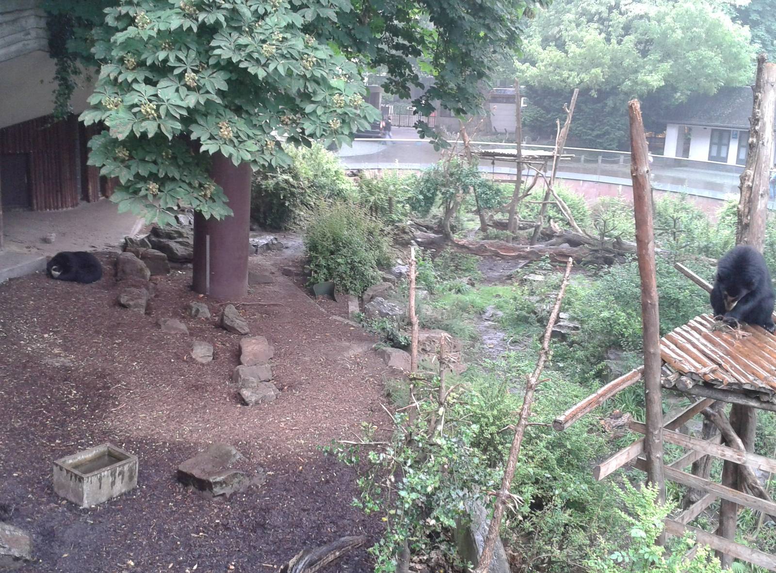 Spectacled bear enclosure