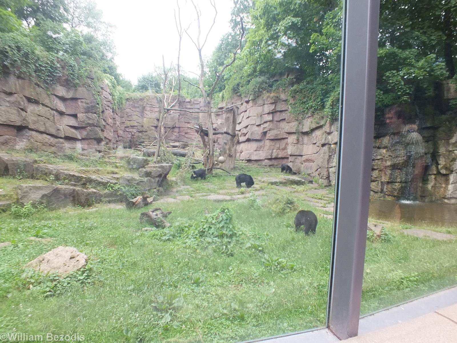 Spectacled Bear Enclosure