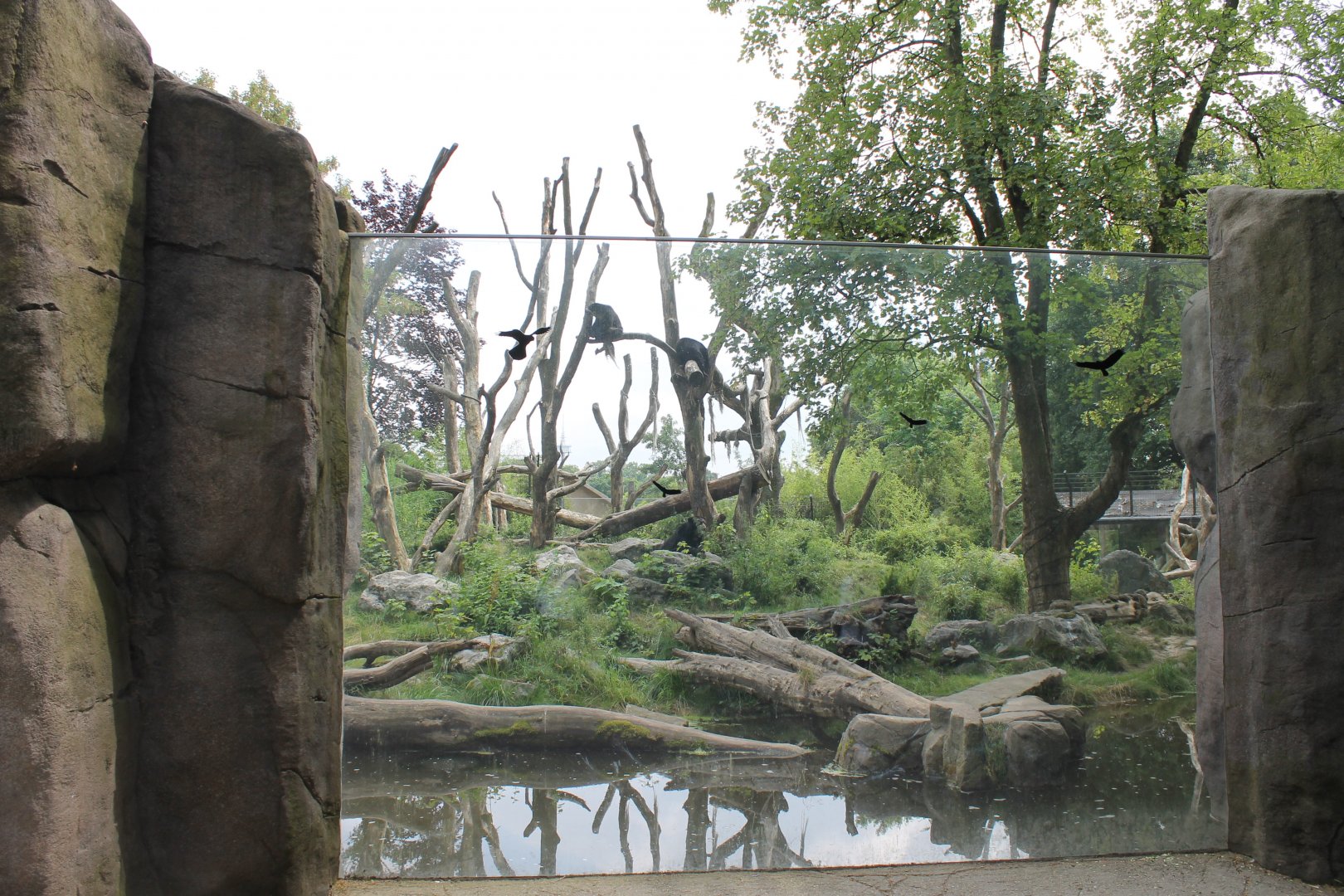 Spectacled bear enclosure