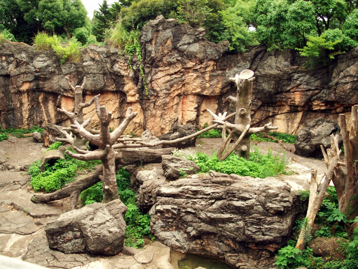 Spectacled bear enclosure