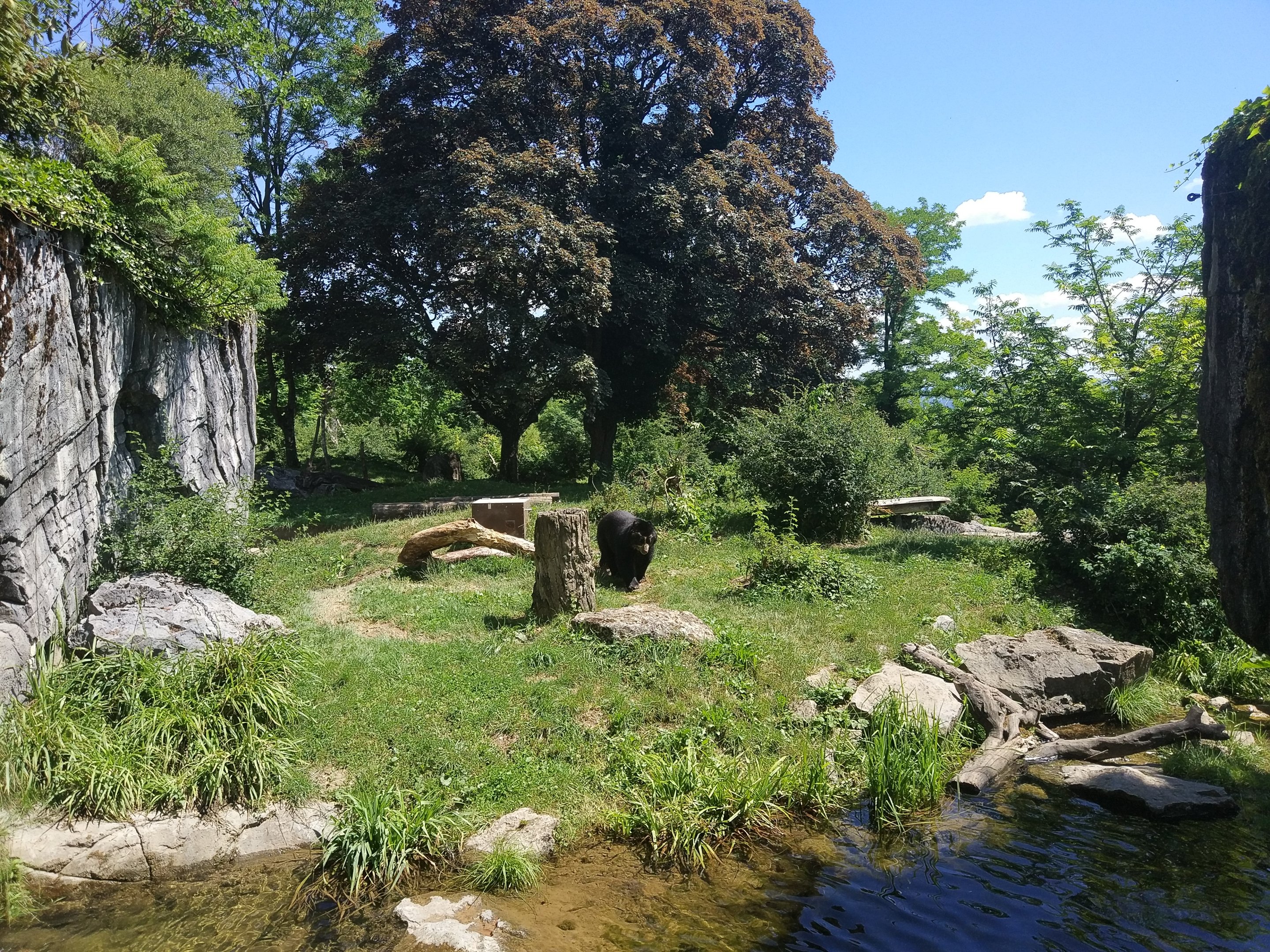 Spectacled Bear enclosure