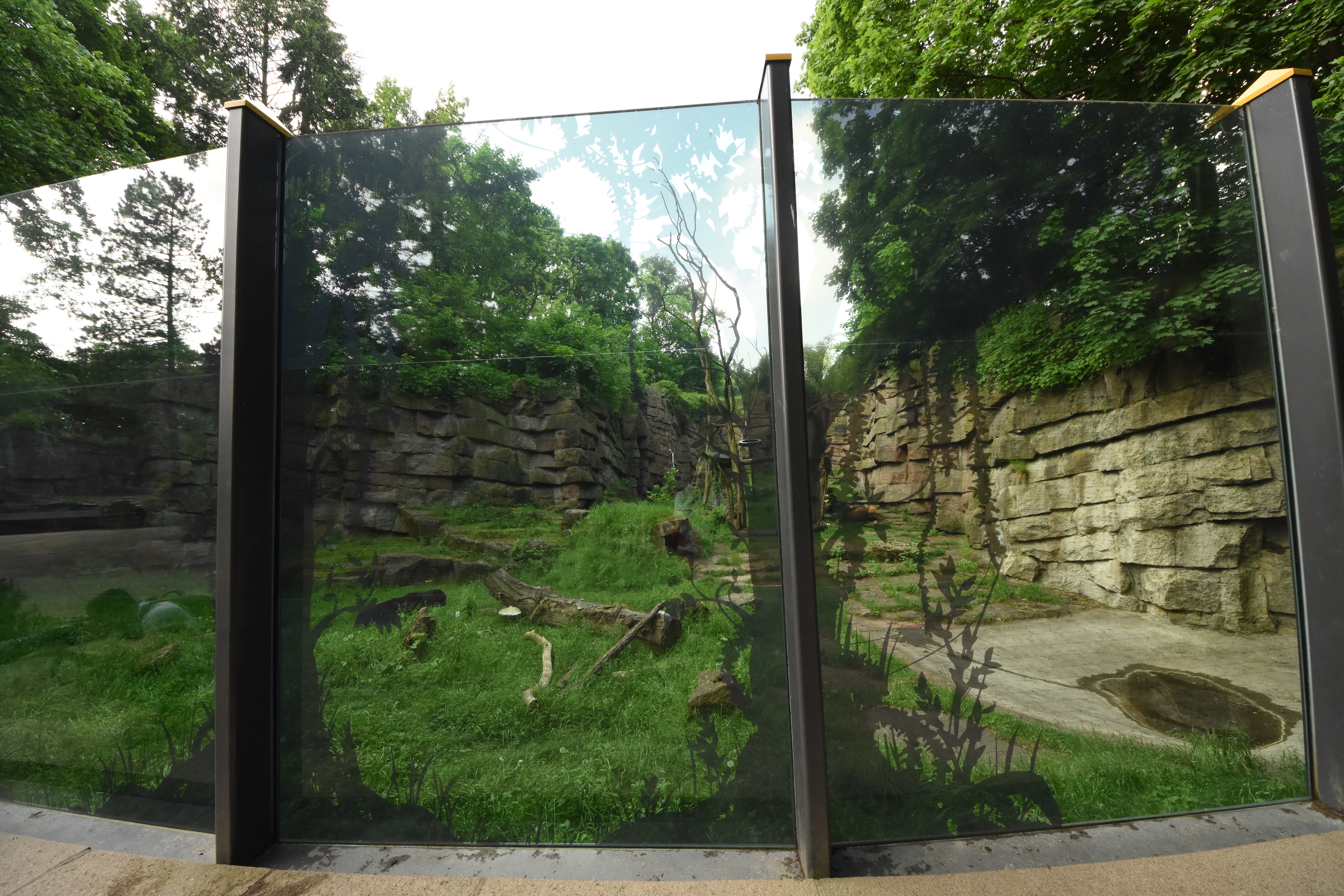 Spectacled bear enclosure
