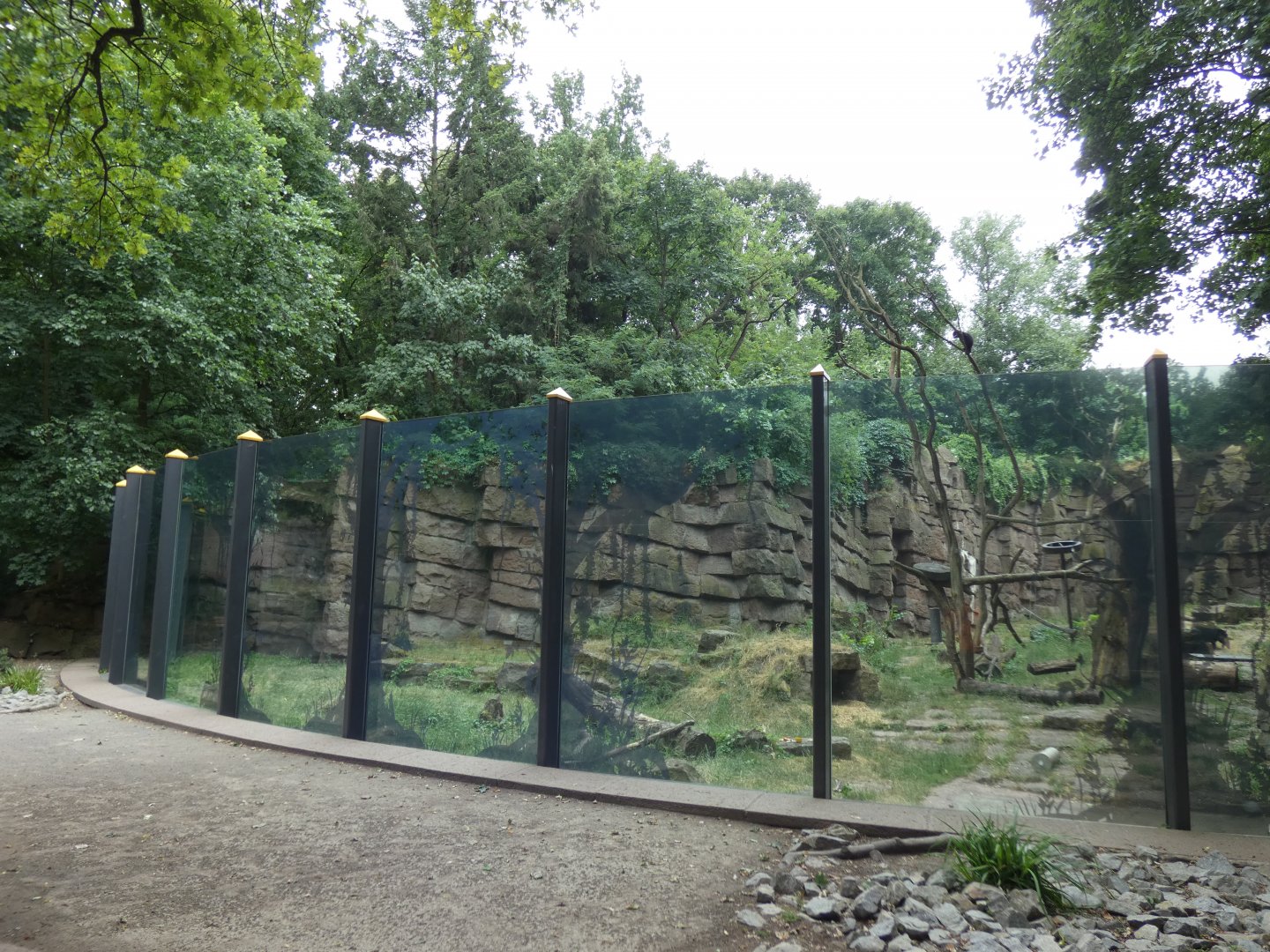Spectacled Bear Enclosure