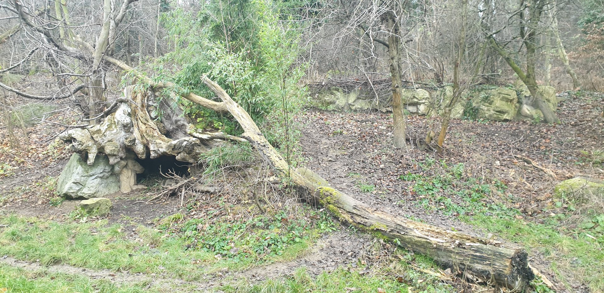 Spectacled Bear enclosure