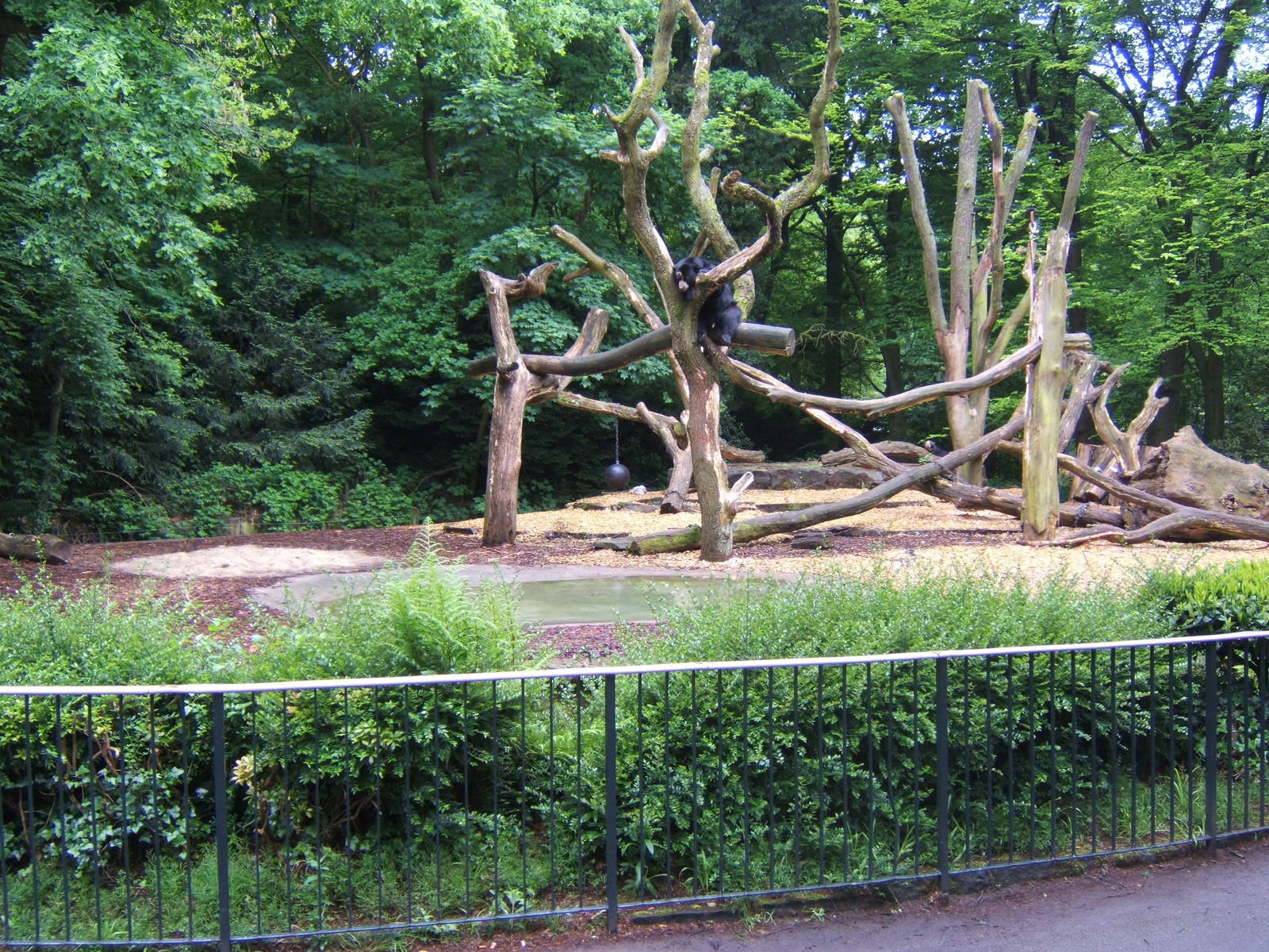 Spectacled Bear enclosure