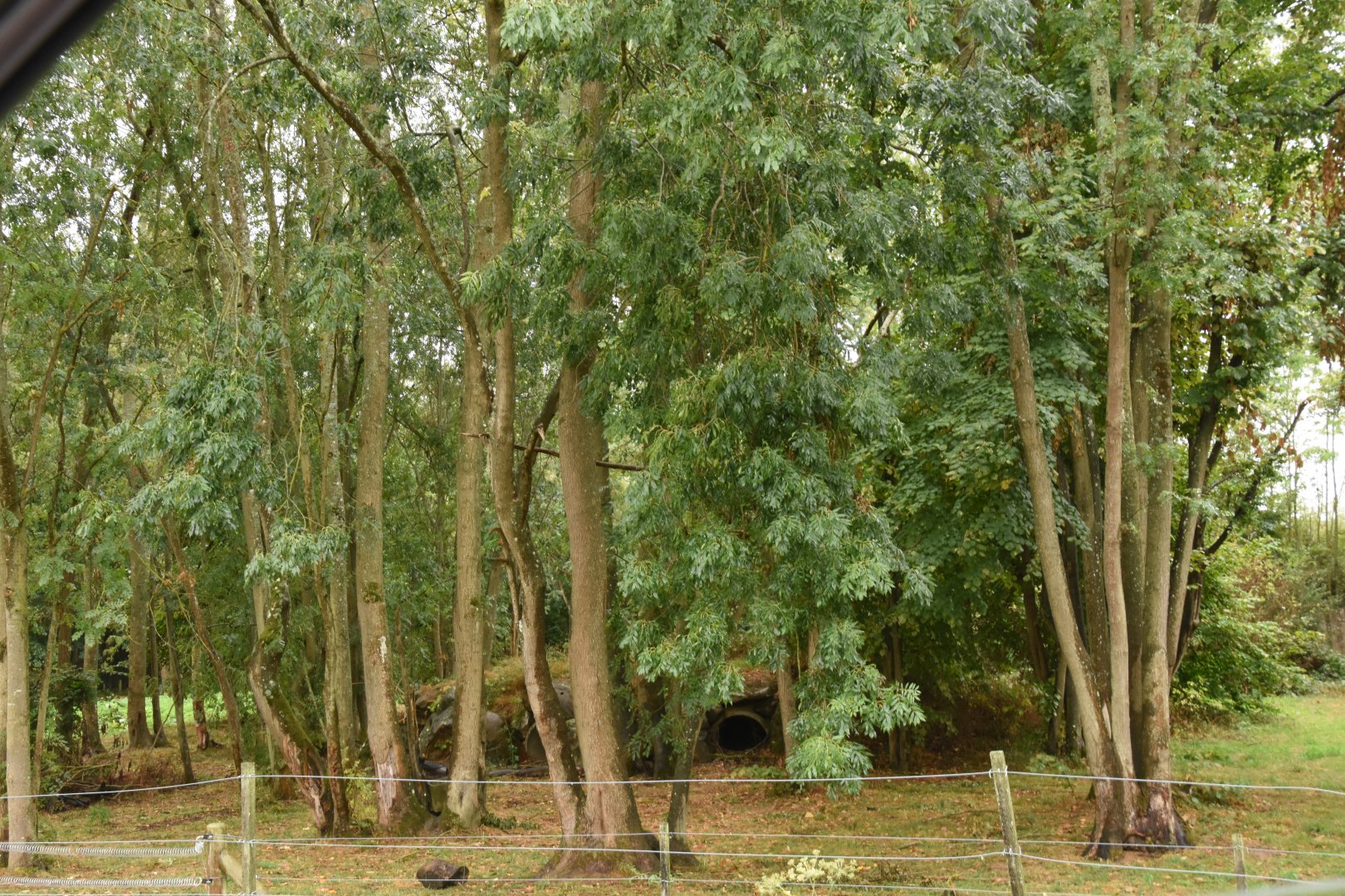 Spectacled Bear enclosure