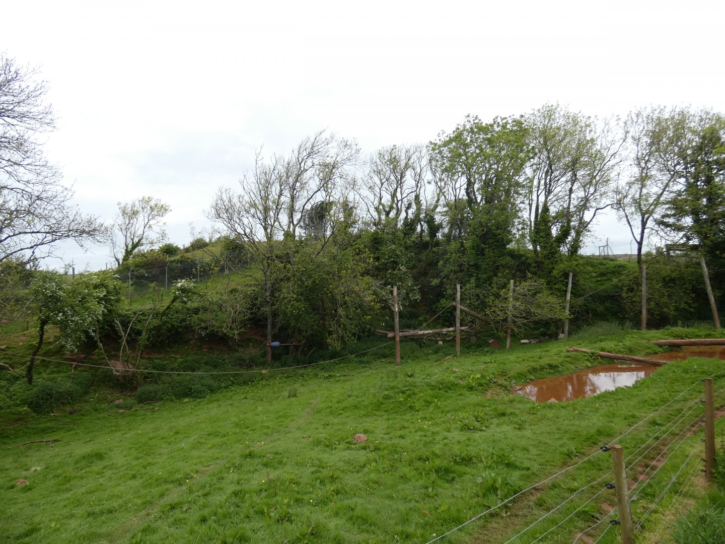Spectacled bear enclosure