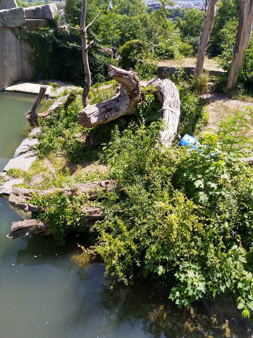 Spectacled bear enclosure