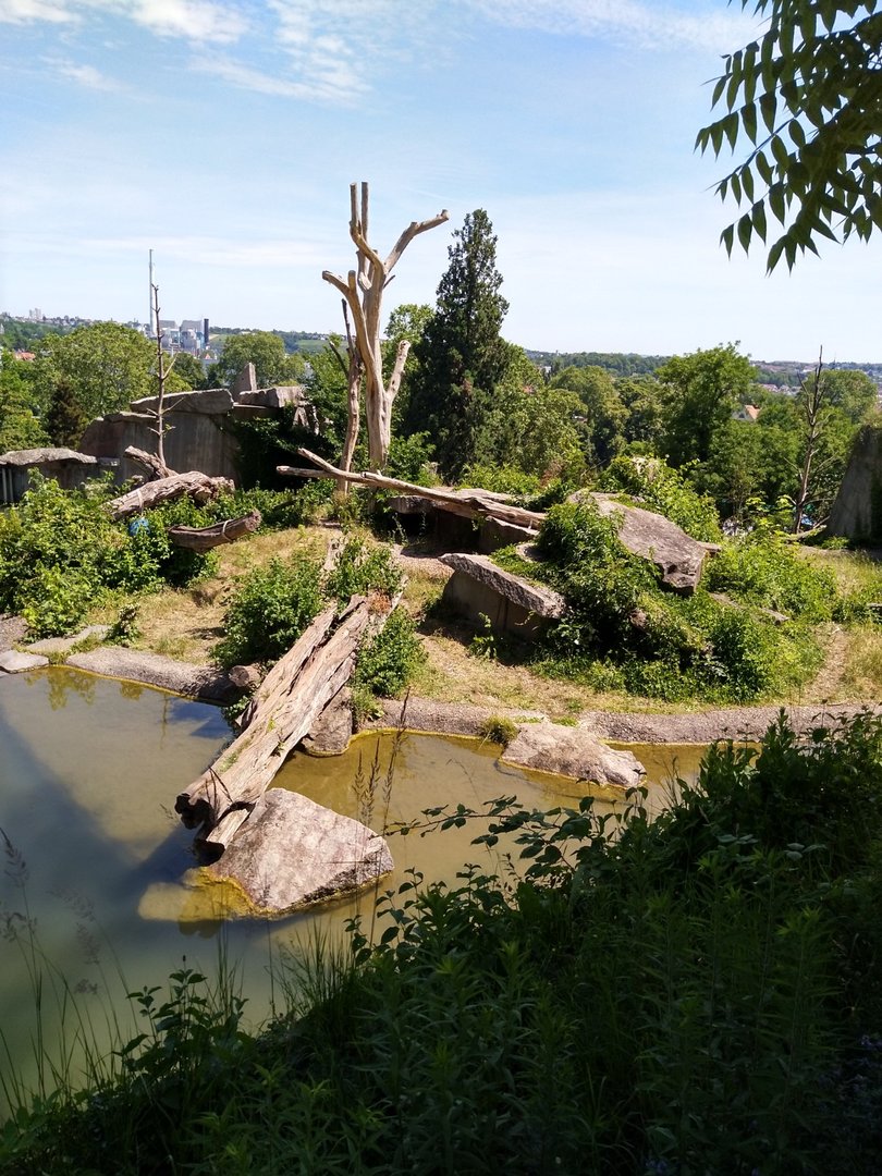 Spectacled bear enclosure