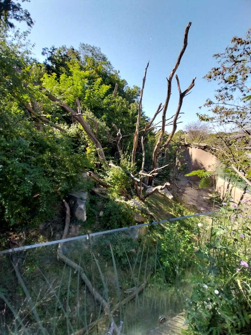 Spectacled bear enclosure