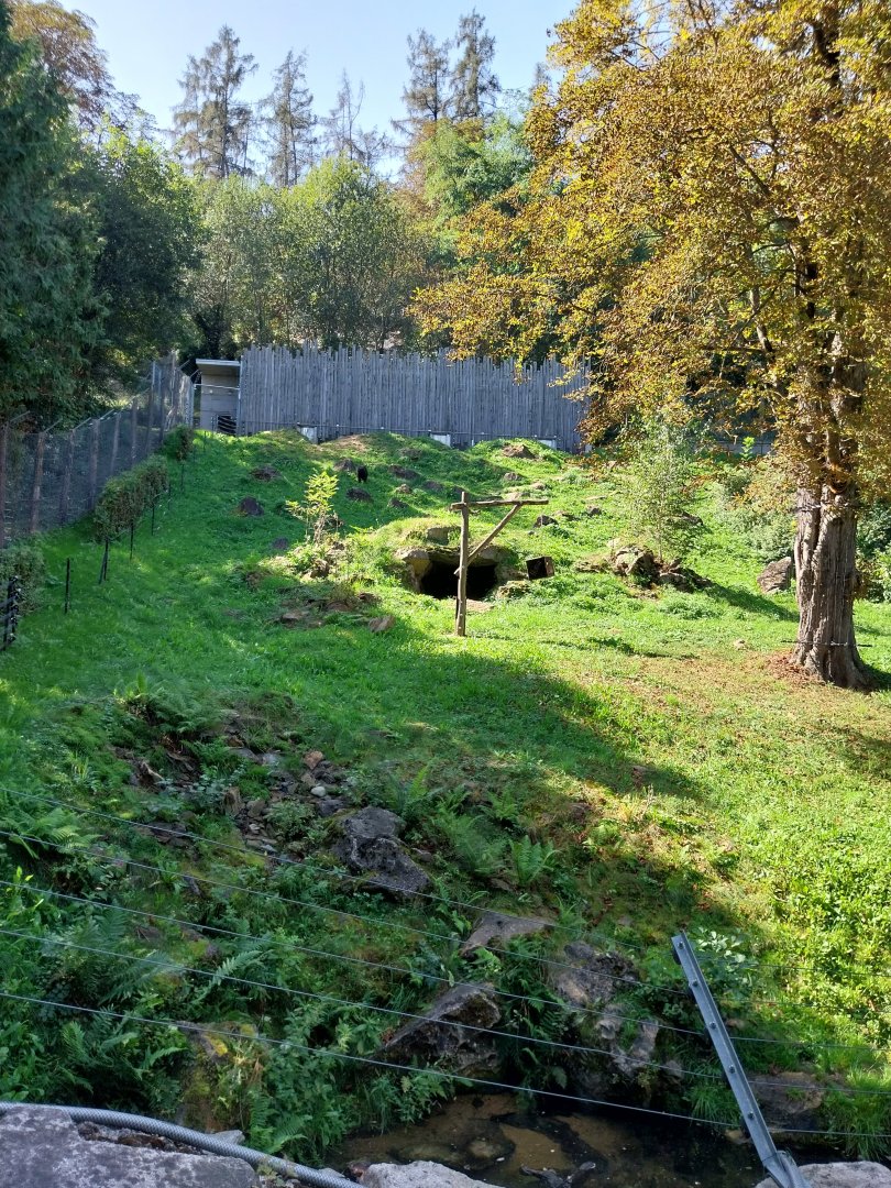 Spectacled bear enclosure