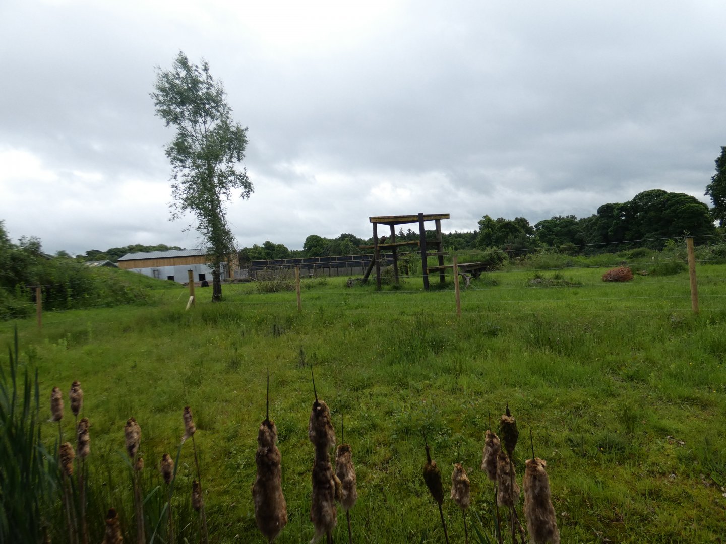 Spectacled bear enclosure