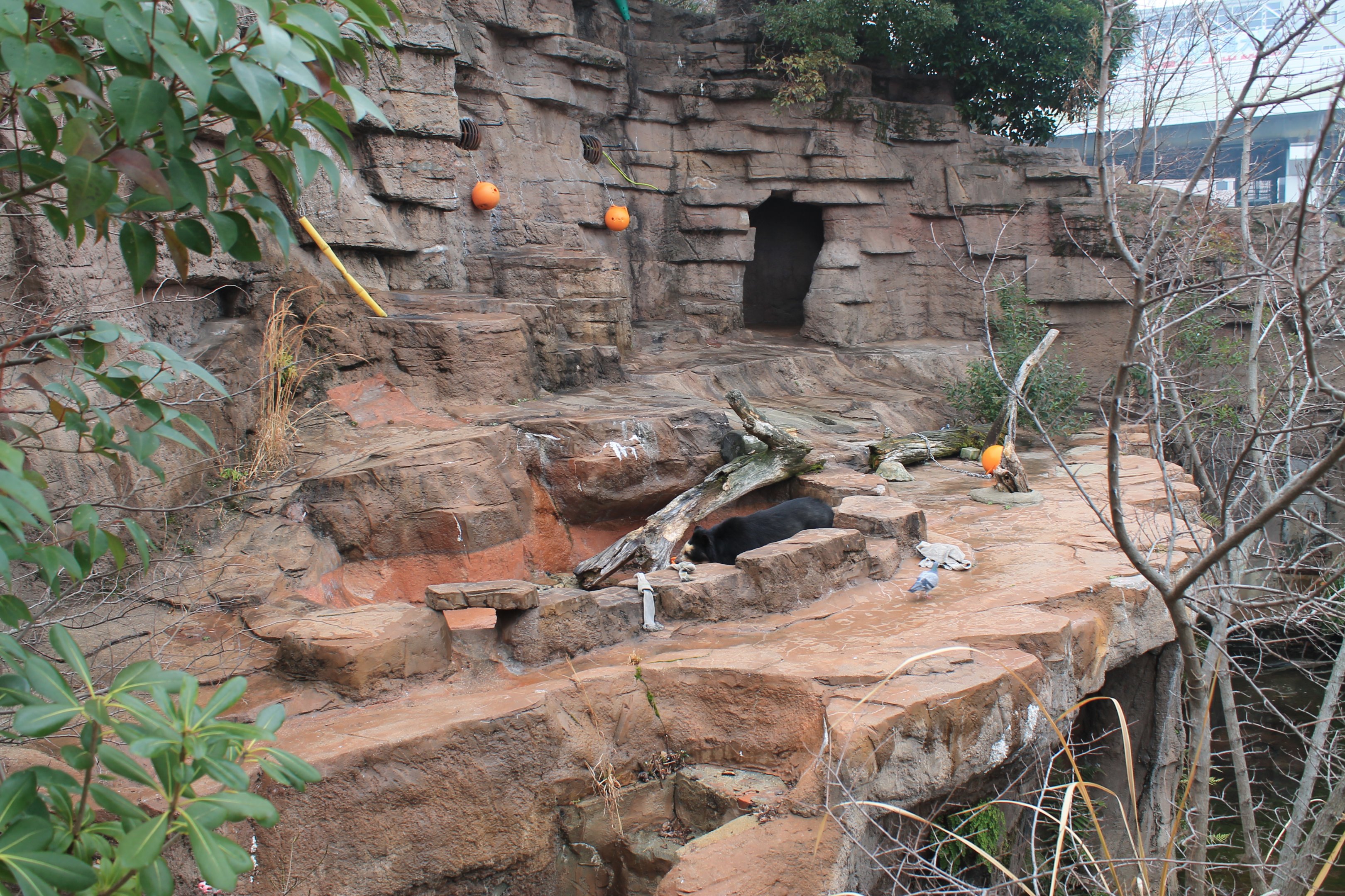 Spectacled Bear enclosure