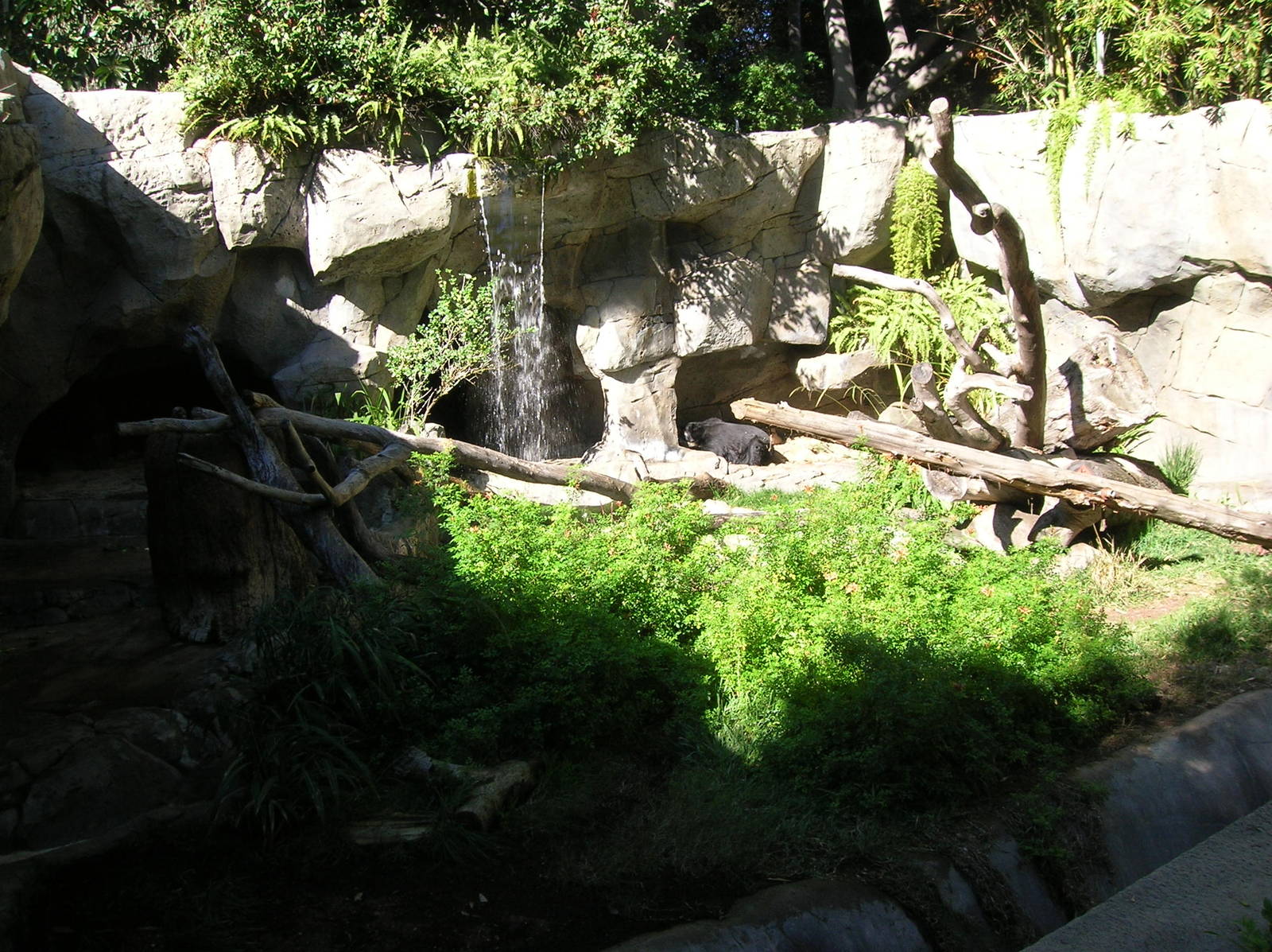 Spectacled Bear Exhibit 1-15-09